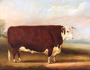 Hereford Bull Walford' — William Henry Davis