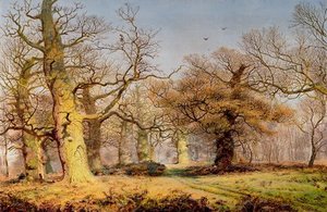 Oak Trees In Sherwood Forest — Andrew Maccallum