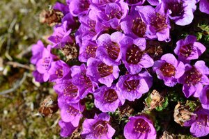 Saxifraga Oppositifolia — Paul C. Sokoloff, Contemporary Realism