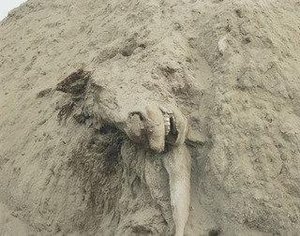 Dead Animals 327 — Richard Misrach