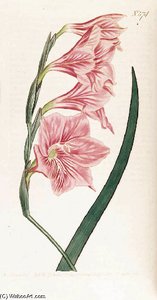 The Ladies' Flower Garden - (10) — Jane Loudon