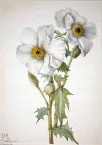 Prickly Poppy (argemone Hispeda) — Mary Morris Vaux Walcott