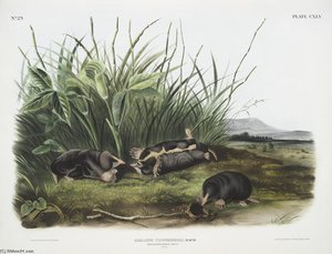 Scalops Townsendii, Townsend's Shrew Mole. Males. Natural Size — John James Audubon