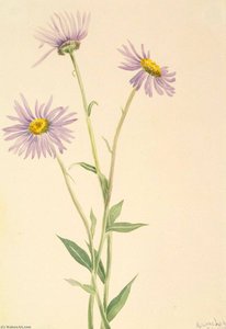 Showy Fleabane (erigeron Salsuginosus) — Mary Vaux Walcott