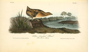 Yellow-breasted Rail. Adult Male In Spring — John James Audubon