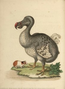 Plate 294 (dodo And Guinea Pig), From A Natural History Of Uncommon Birds — George Edwards, Scientific Illustration