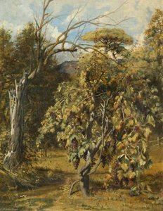 A Vineyard, Gensano, Rome — Robert Scott Lauder