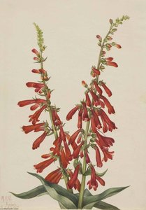 Fire Pentstemon (pentstemon Eatonii) — Mary Morris Vaux Walcott