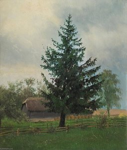 Spruce