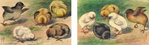 CHICKS