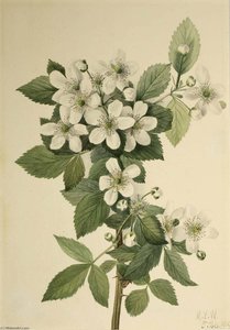Highbush Blackberry (rubus Argutus) — Mary Morris Vaux Walcott