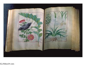 Two Pages Depicting Rose And Garlic,