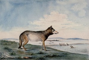Canis Lupus