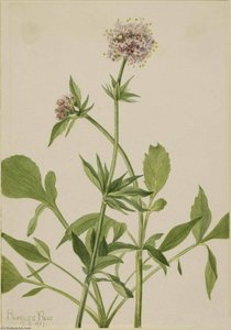 Heliotrope Valerian (valeriana Sitchensis) — Мери Вокс Волкотт