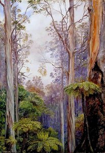 Eukalyptusbäume und Baumfarne, Victoria