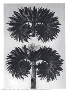 Art Forms In Nature 90 — Karl Blossfeldt