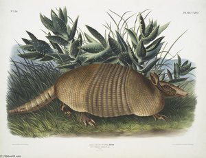 Dasypus Peba, Nine-banded Armadillo. Male. Natural Size — John James Audubon