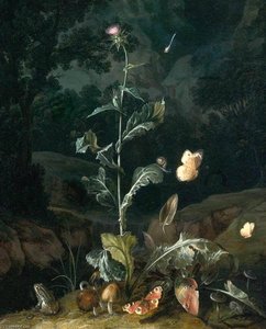 Nocturnal Forest Floor Still Life