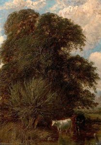 Cows in the Shadow of a Tree