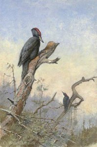 Great Black Woodpecker — George Edward Lodge