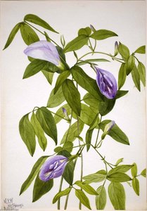 Butterfly Pea (clitoria Mariana) — Mary Vaux Walcott