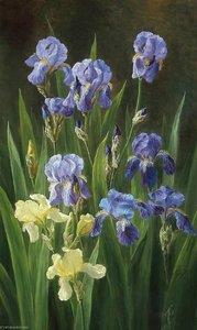 Irises