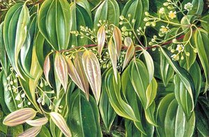 Foliage And Flowers Of The Cinnamon Tree — Marianne North