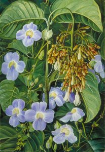 Blue Flowered Climber And A Common Swamp Plant Of Sarawak, Borneo — Marianne North, Naturalism