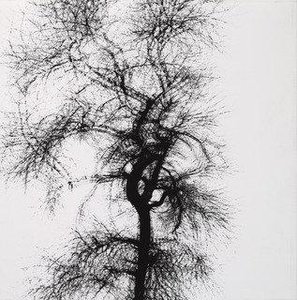 Tree, Chicago — Harry Callahan