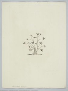 Ranunculus Biternatus Smith In Rees — Sydney Parkinson