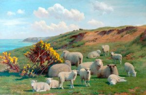 Sheep