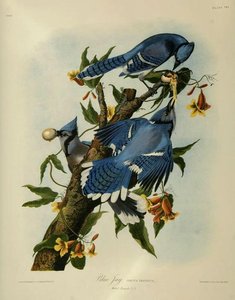 Bluejays — John James Audubon
