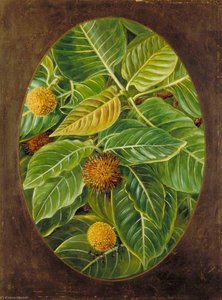 The Kuddum Or Cadamba — Marianne North, Botanical Illustration