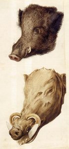 Nature Studies — Giuseppe Arcimboldo, Mannerism