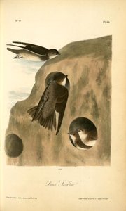 Bank Swallow — John James Audubon