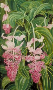 Foliage And Flowers Of Medinilla Magnifica — Marianne North, Victorian Botanical Painting