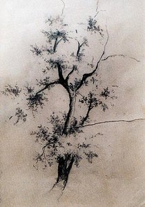 Sketch Of A Tree — Ovidio Murguía De Castro