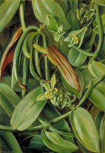 Foliage, Flowers And Fruit Of Vanilla Albida — Marianne North, Victorian Botanical Illustration