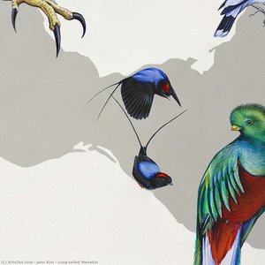 Long-tailed Manakin — Jane Kim
