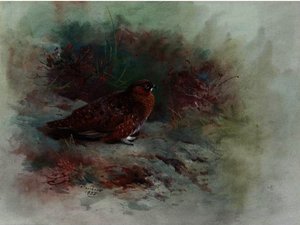 A Grouse — Archibald Thorburn