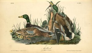 Mallard. 1. 2. Males. 3. 4. Femeles — John James Audubon, Wildlife Painting