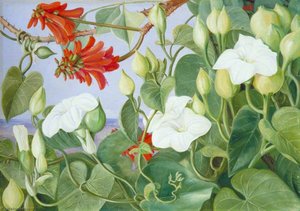 White Convolvulus And Kaffirboom, Painted At Durban, Natal — Marianne North, Victorian Naturalism