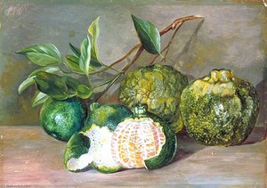 Loose Skinned Orange Of Colombo, Ceylon — Marianne North