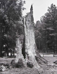 Dead Tree — Bernard Stadiem