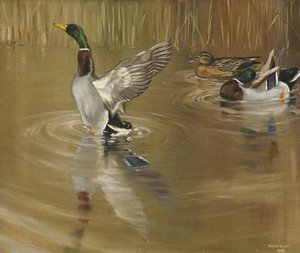 Mallards Preening And Drying — Peter Markham Scott