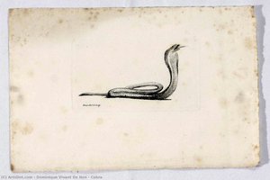 Cobra — Dominique Vivant De Non