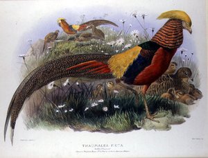 Thaumalea Picta