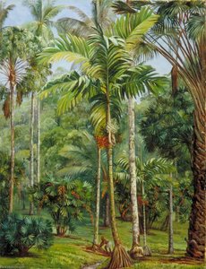Group Of Palms, Botanic Garden, Buitenzorg, Java — Marianne North, Botanical Illustration
