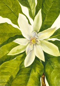 Umbrella Tree (magnolia Tripetala) — Mary Vaux Walcott, Realism