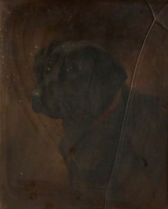 Study of a Black Labrador